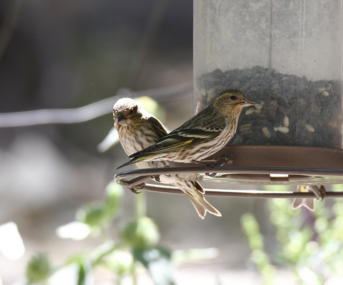 Pine Siskin - ML620181551