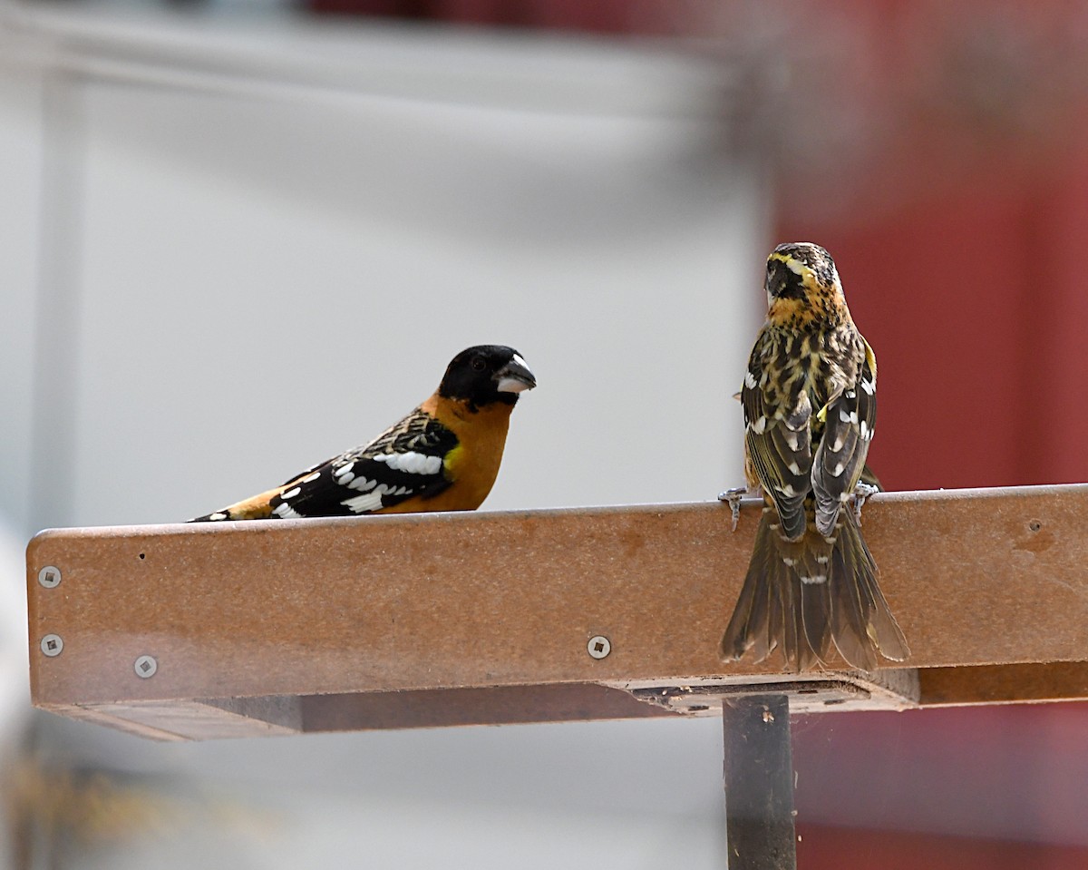 Black-headed Grosbeak - ML620181561