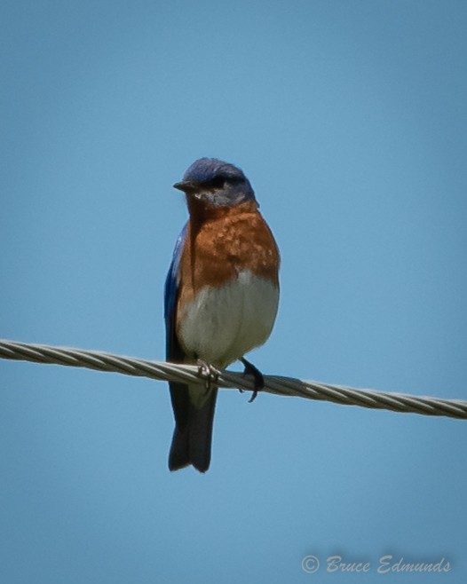 Eastern Bluebird - ML620181573