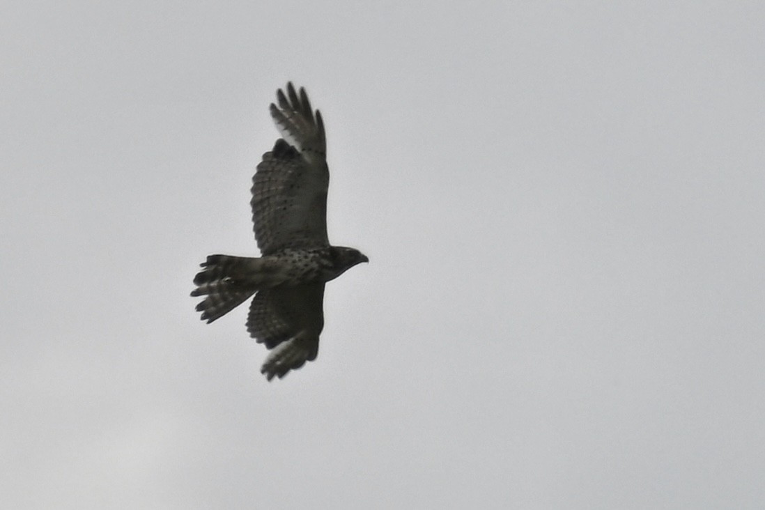 Broad-winged Hawk - ML620181575