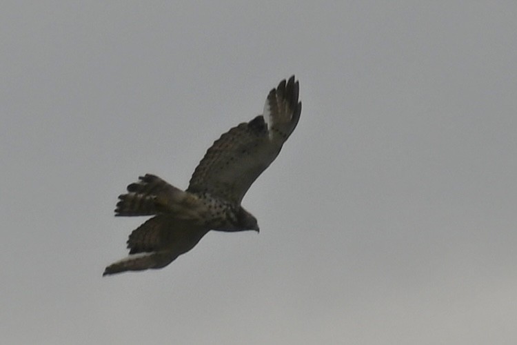 Broad-winged Hawk - ML620181576