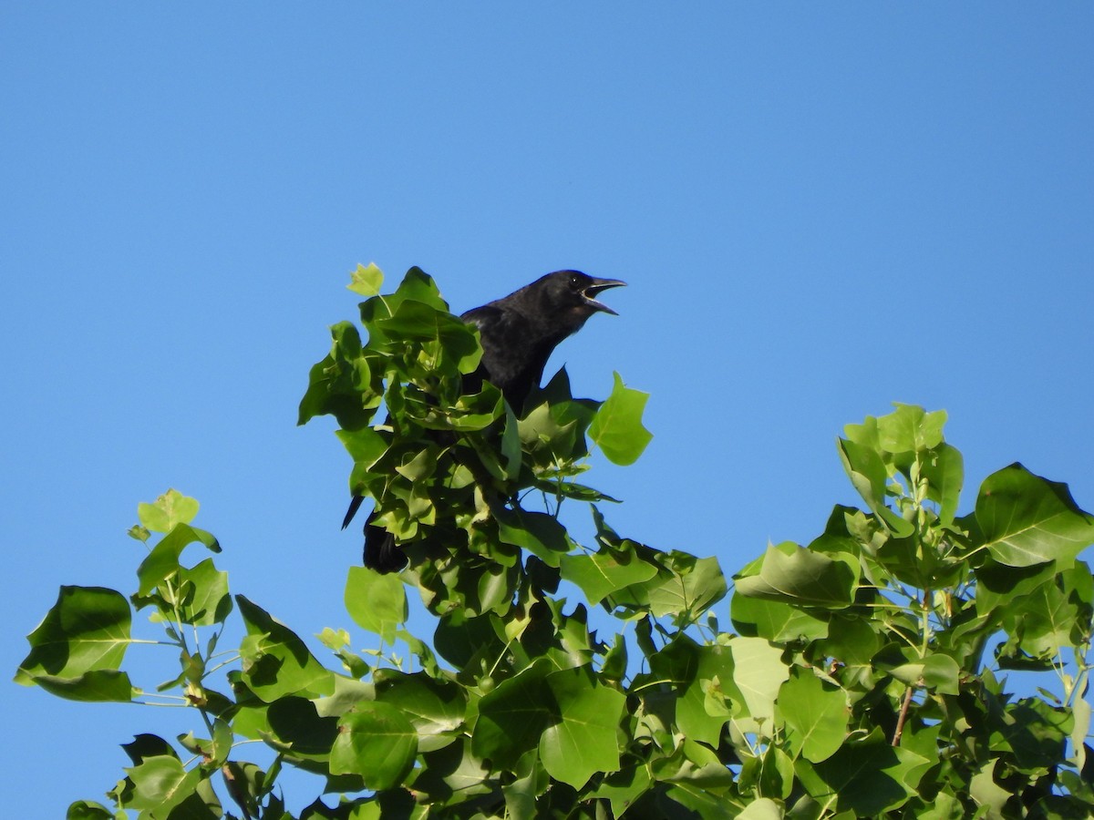 American Crow - ML620181580