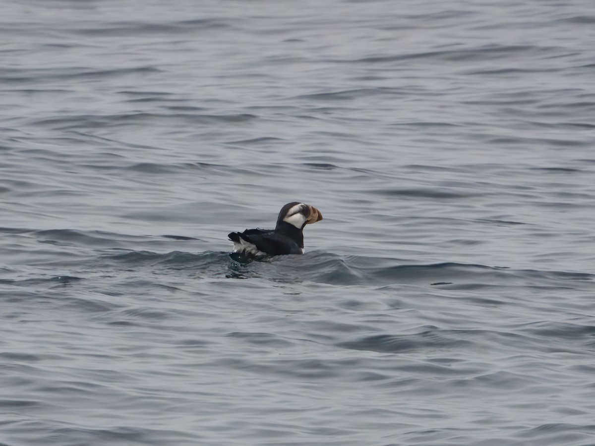 Horned Puffin - ML620181590