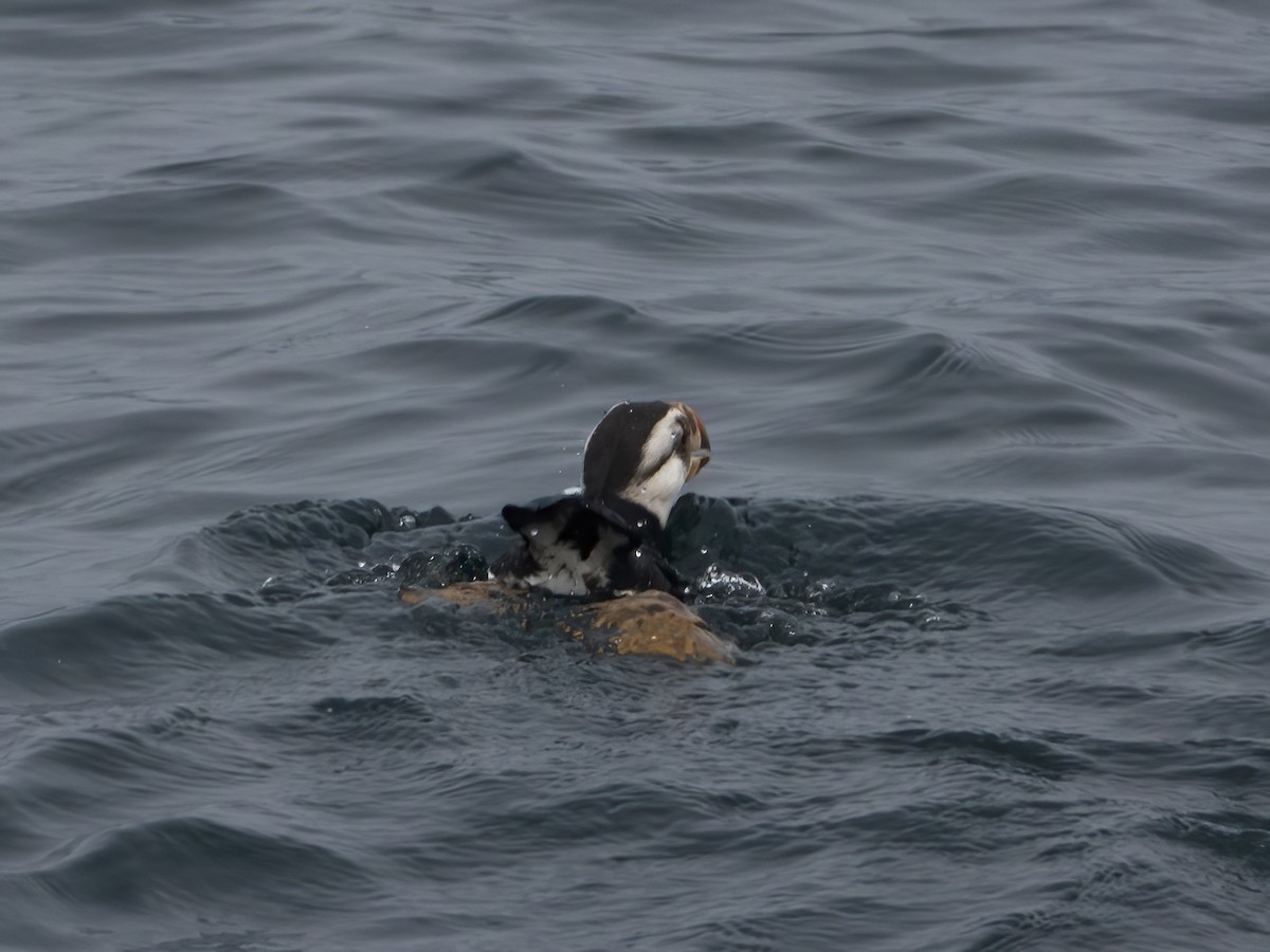 Horned Puffin - ML620181591