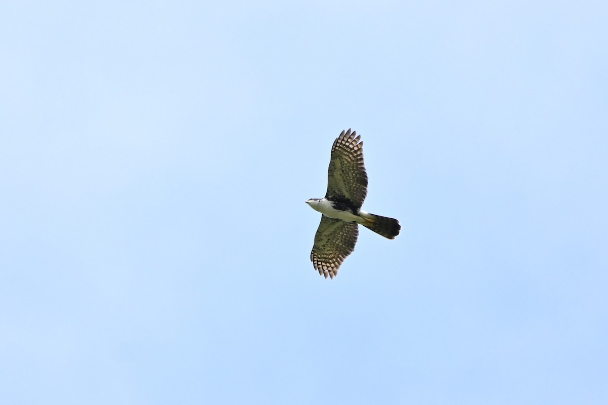 Black Goshawk - ML620181593