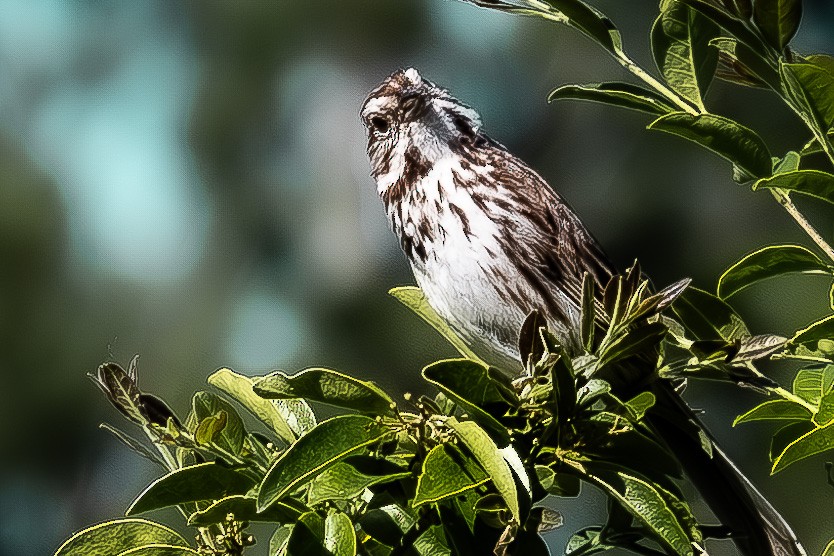 Song Sparrow - ML620181596