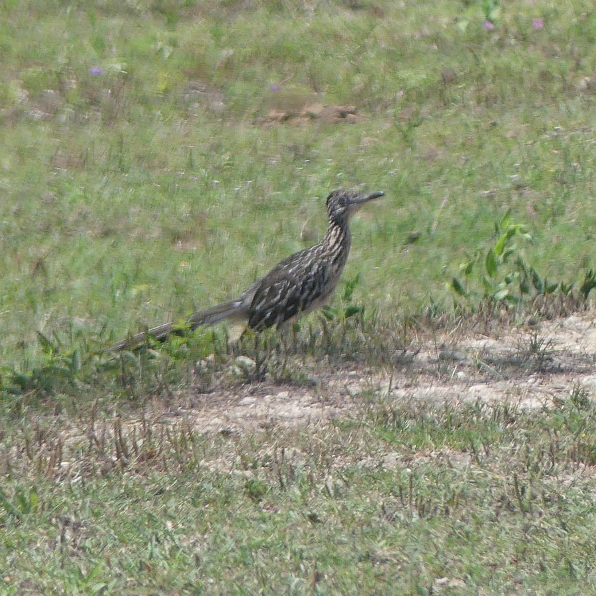 Greater Roadrunner - ML620181603