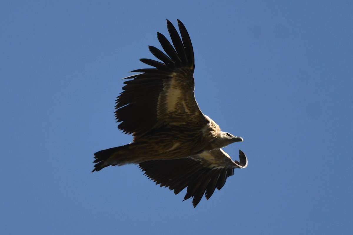 Himalayan Griffon - ML620181614