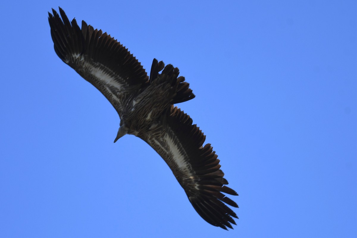 Himalayan Griffon - ML620181616