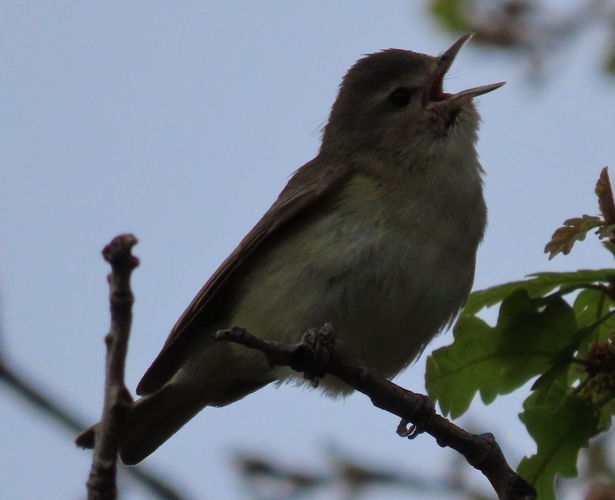 Warbling Vireo - ML620181617