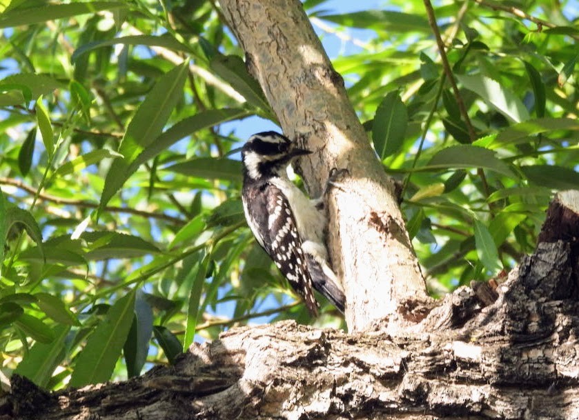 Downy Woodpecker - ML620181620