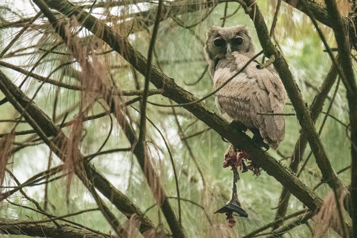 Verreaux's Eagle-Owl - ML620181631