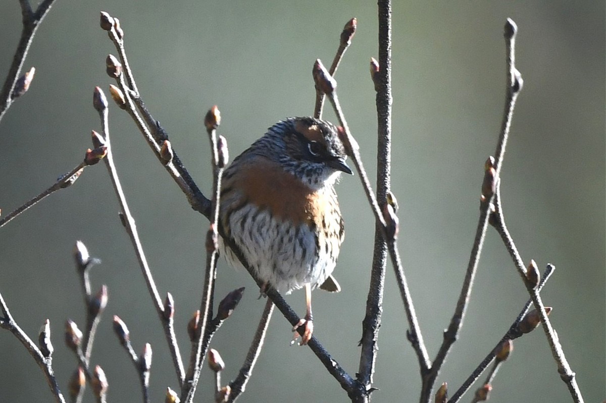 Rufous-breasted Accentor - ML620181634