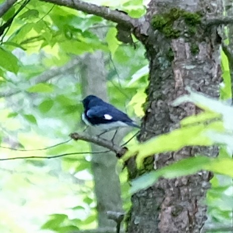 Black-throated Blue Warbler - ML620181638