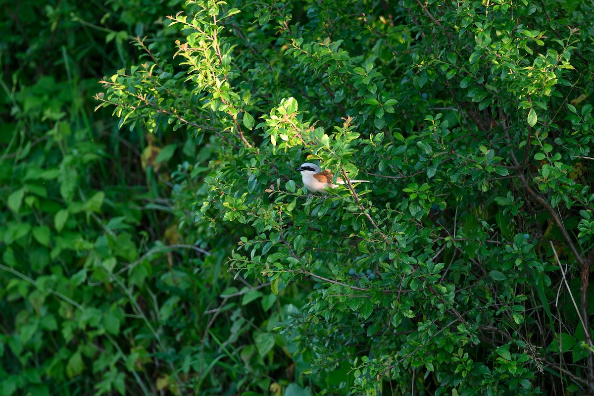 Red-backed Shrike - ML620181646