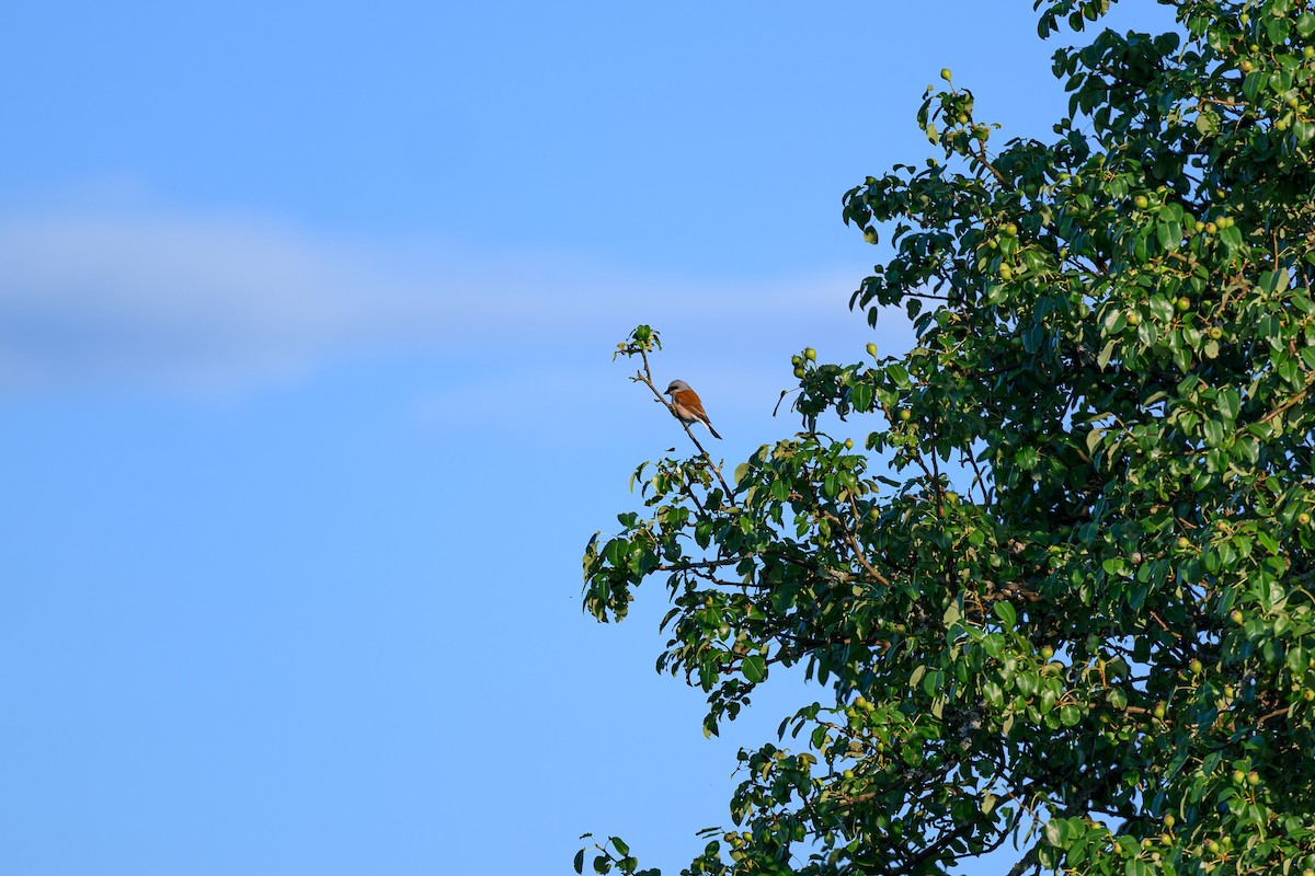 Red-backed Shrike - ML620181647