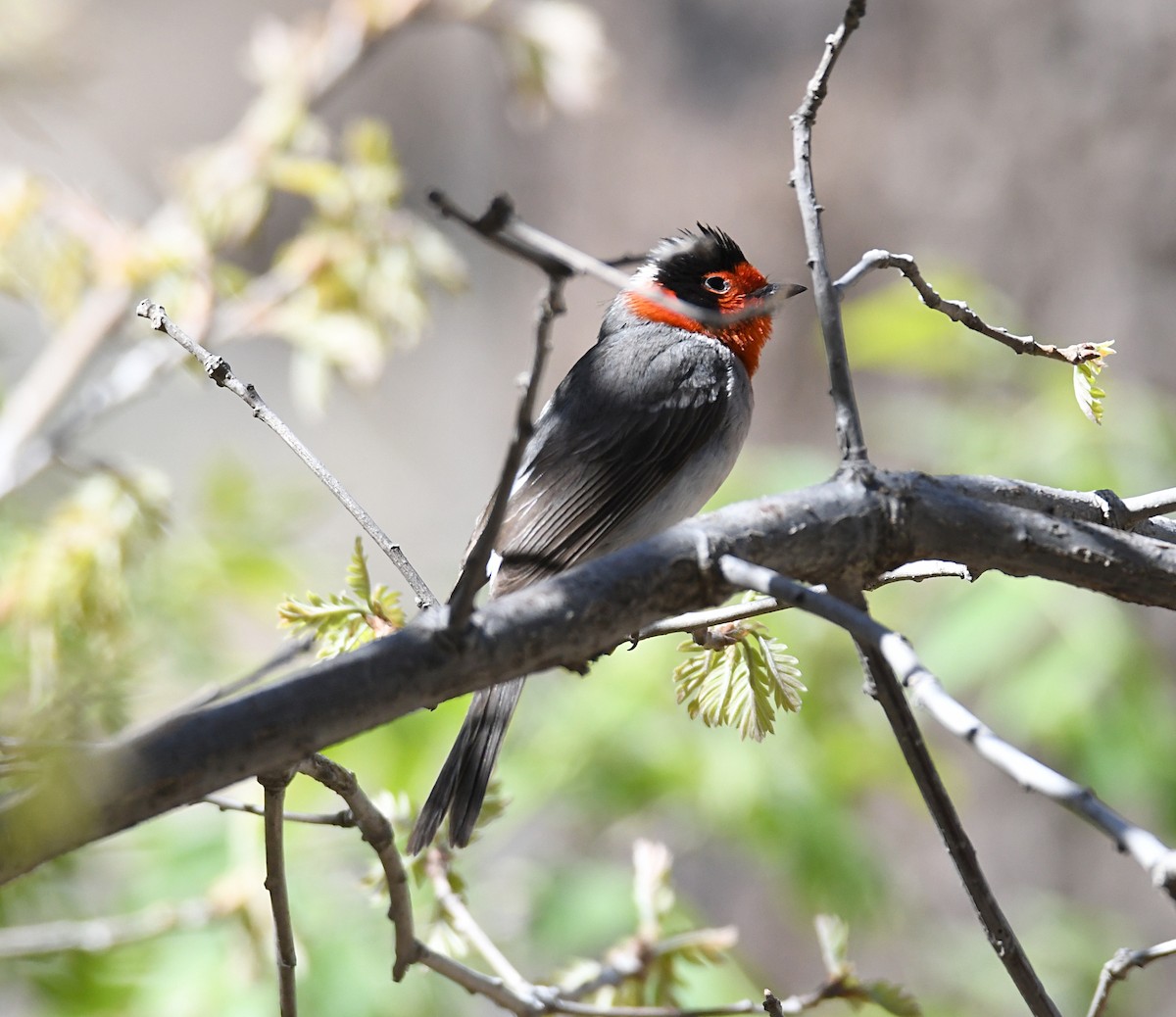 Red-faced Warbler - ML620181659