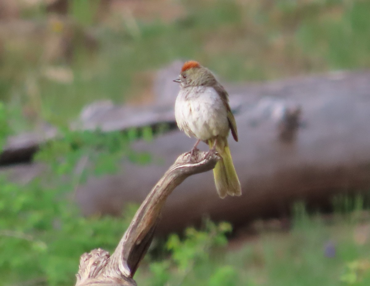 Green-tailed Towhee - ML620181663