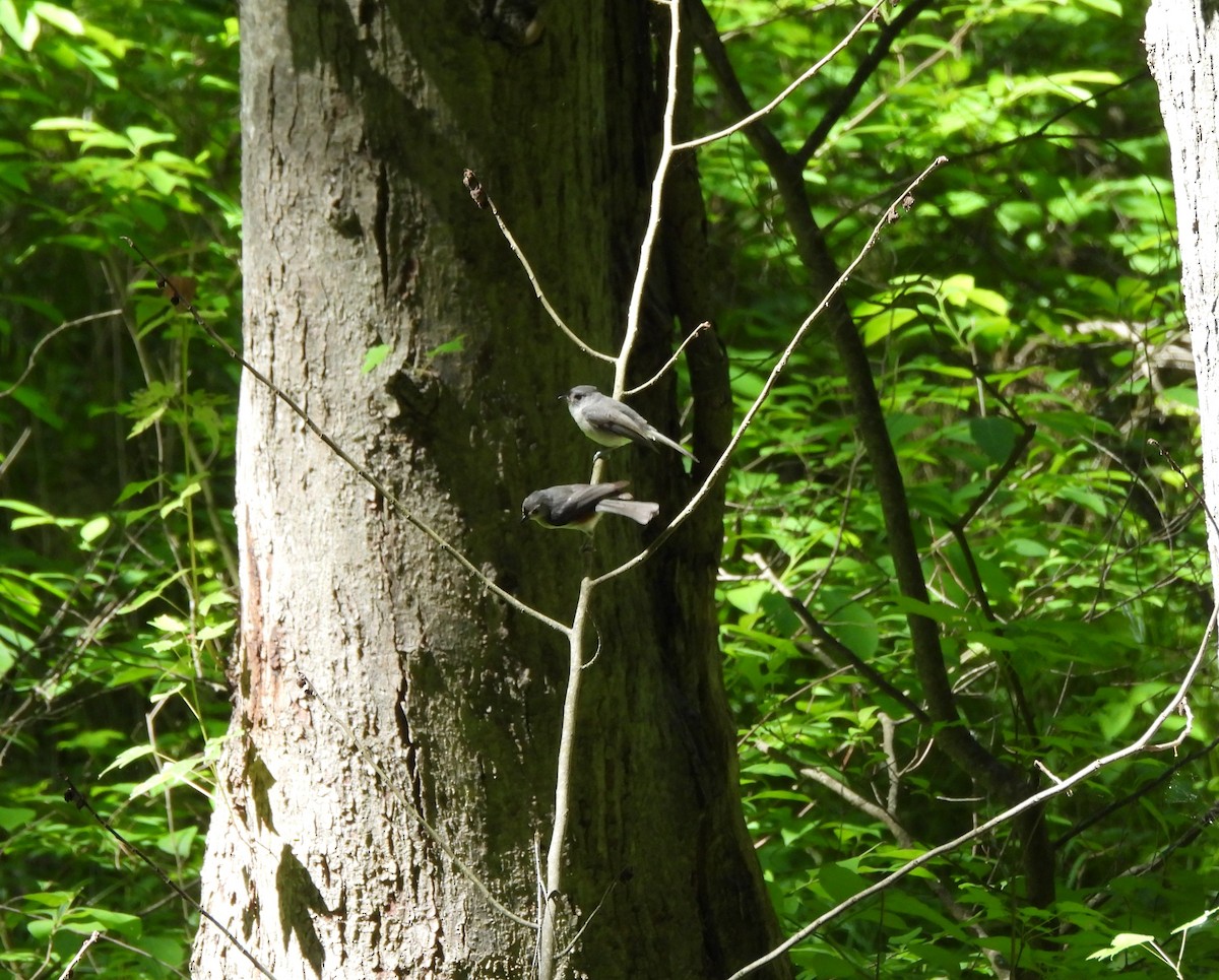 Tufted Titmouse - ML620181665