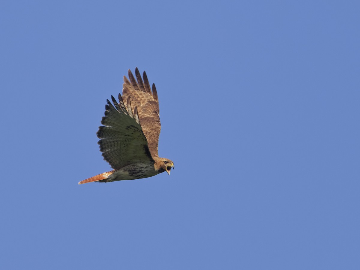 Red-tailed Hawk (borealis) - ML620181666