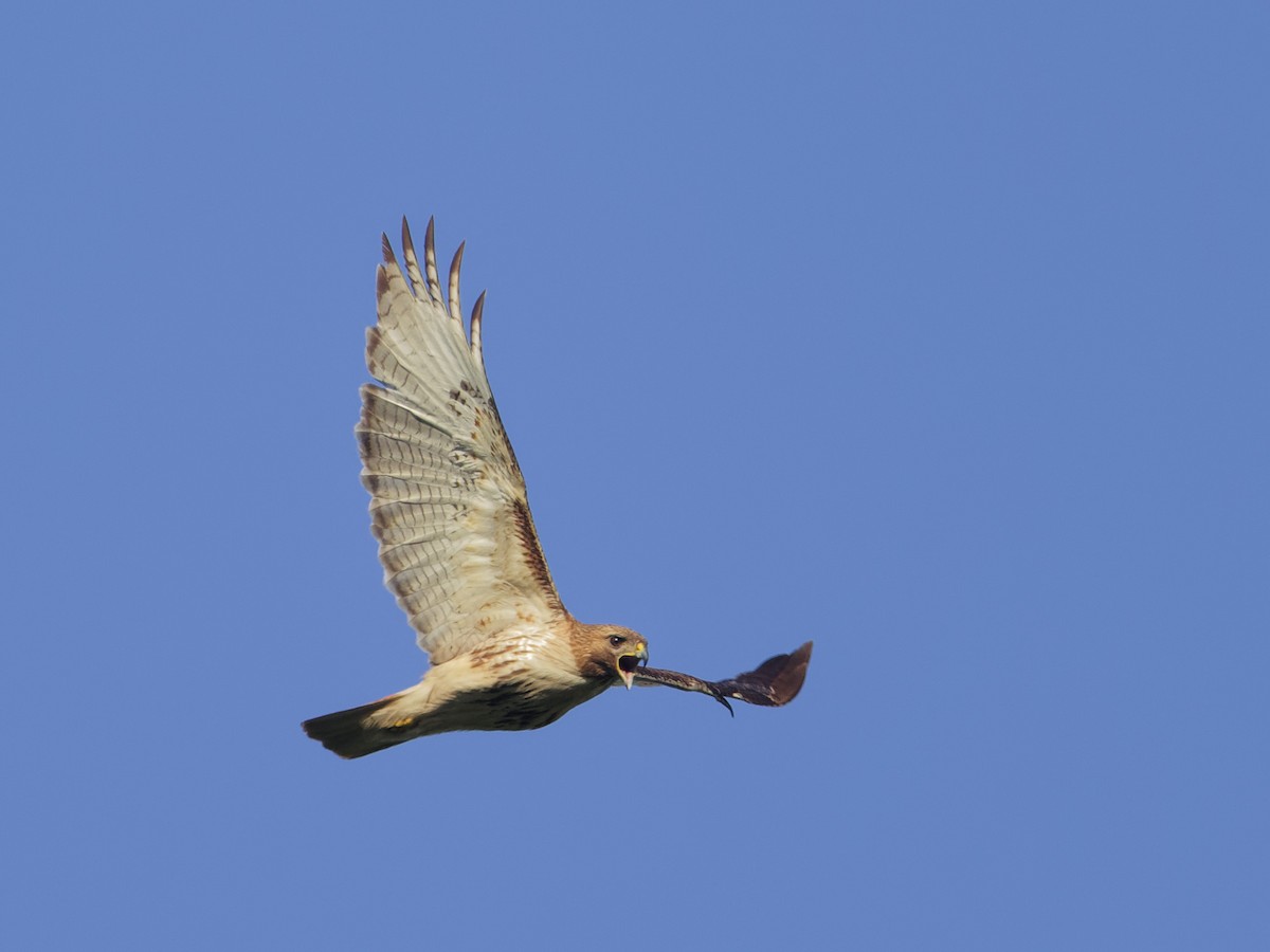 Red-tailed Hawk (borealis) - ML620181667