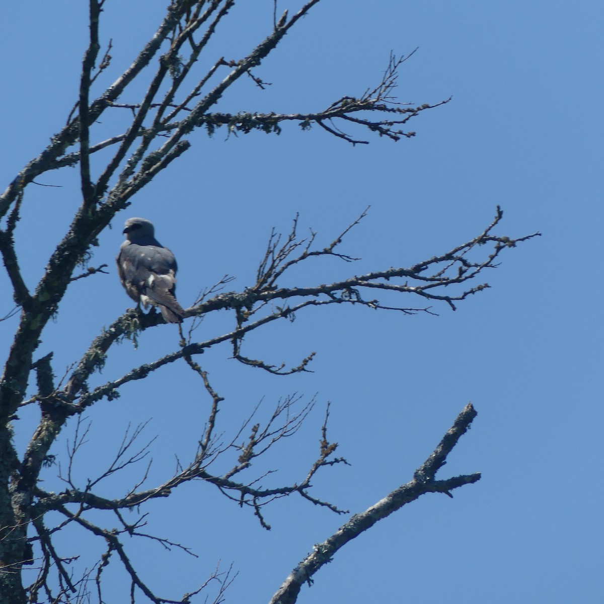 Mississippi Kite - ML620181672