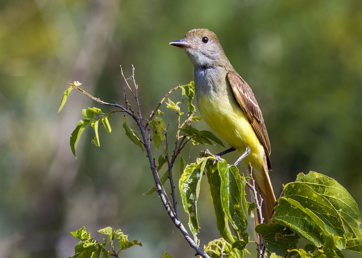 Great Crested Flycatcher - ML620181675