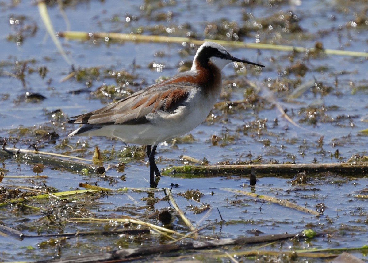 Wilson's Phalarope - ML620181679