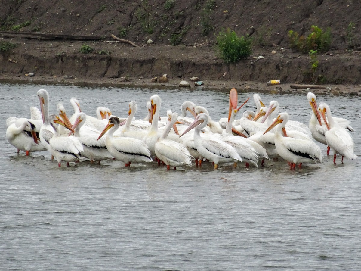 pelikán severoamerický - ML620181680