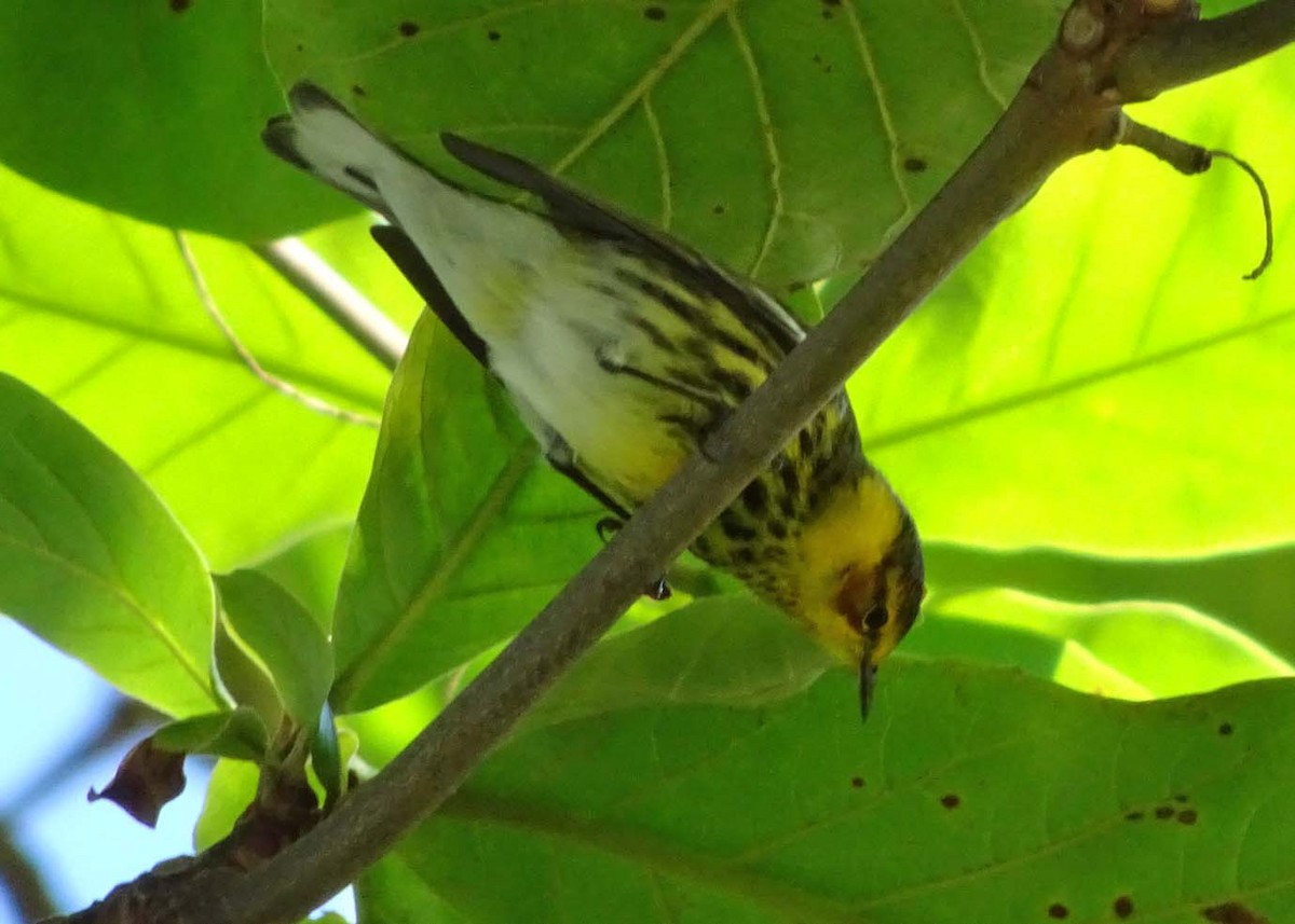 Cape May Warbler - ML620181685