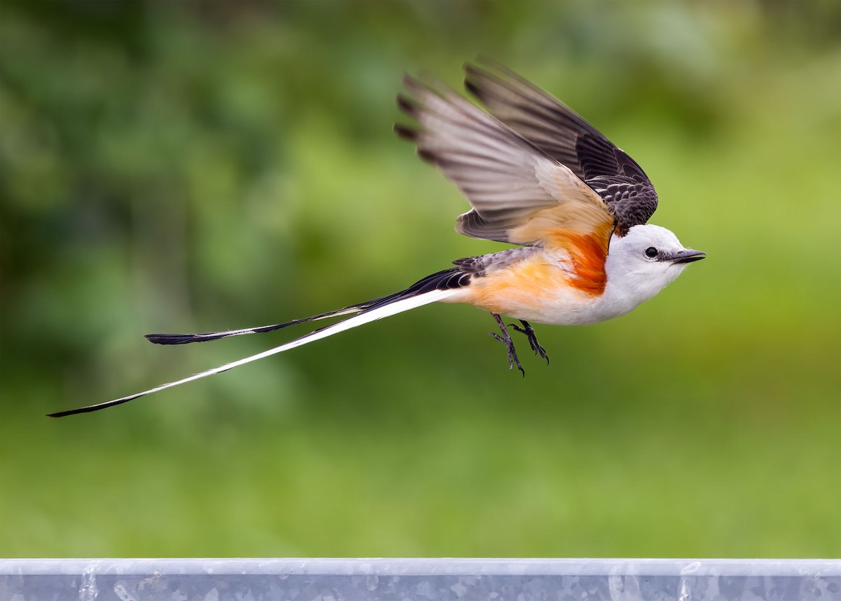 Scissor-tailed Flycatcher - ML620181686