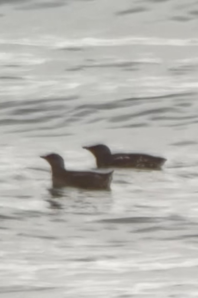 Marbled Murrelet - ML620181688