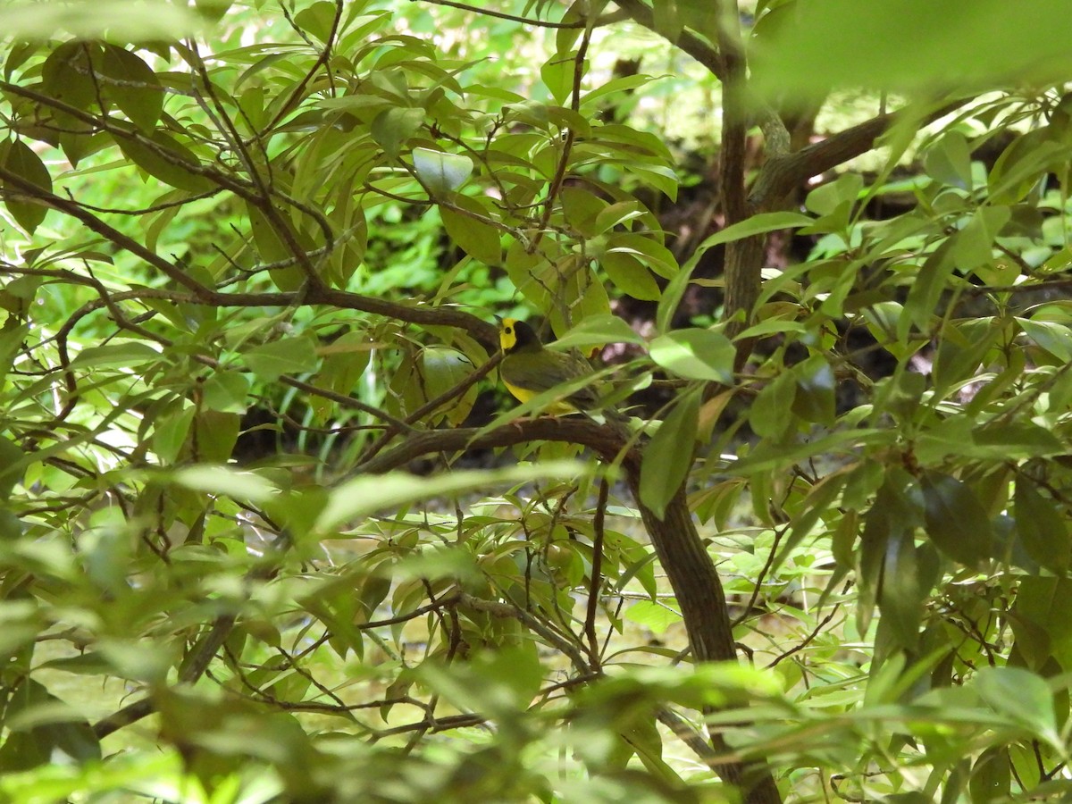 Hooded Warbler - ML620181693