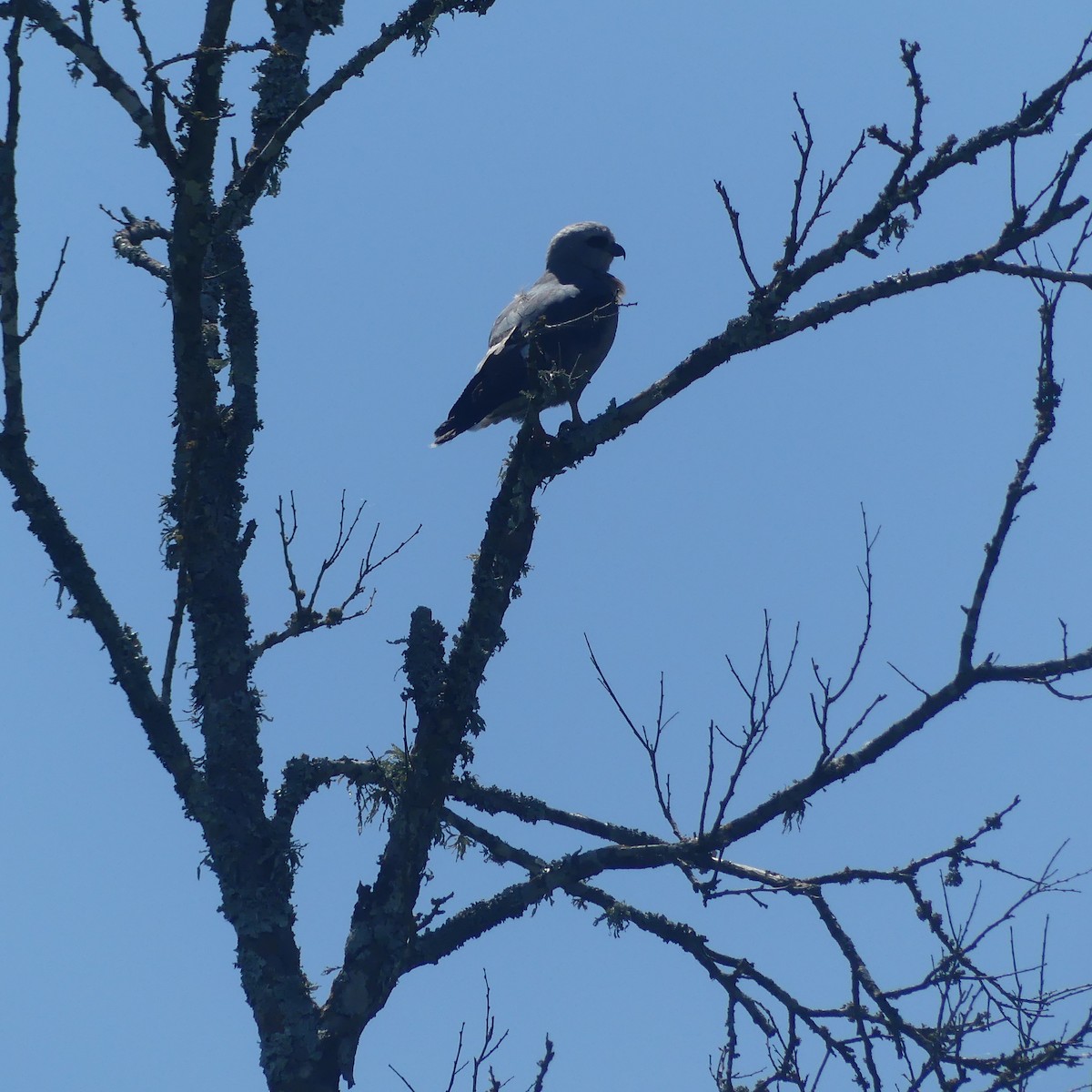 Mississippi Kite - ML620181698