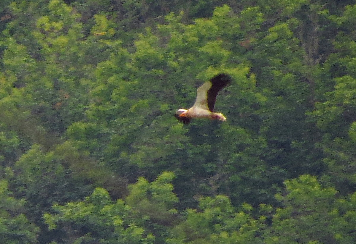 Egyptian Vulture - ML620181704