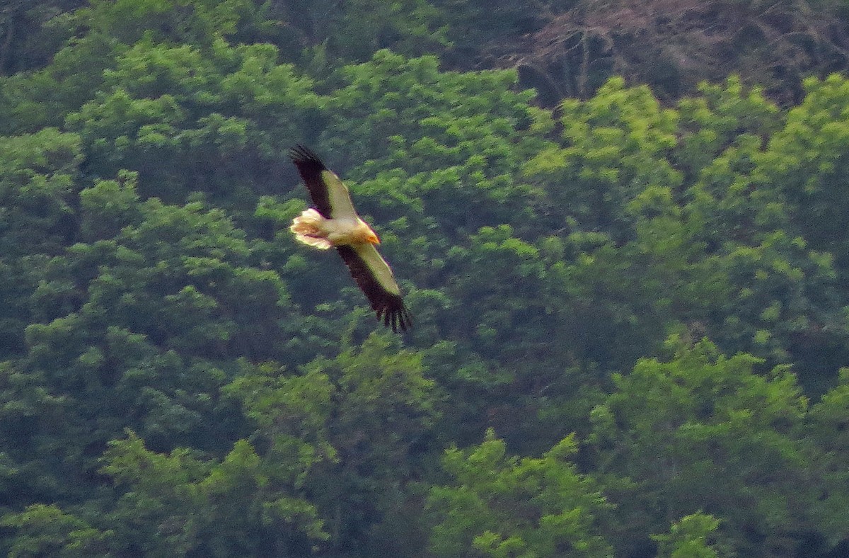 Egyptian Vulture - ML620181705