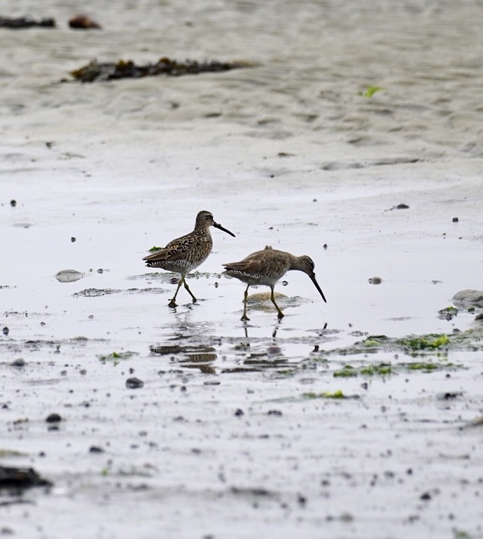 kortnebbekkasinsnipe/langnebbekkasinsnipe - ML620181711