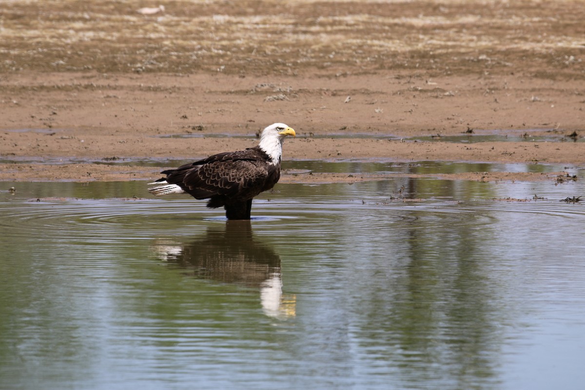 Bald Eagle - ML620181715