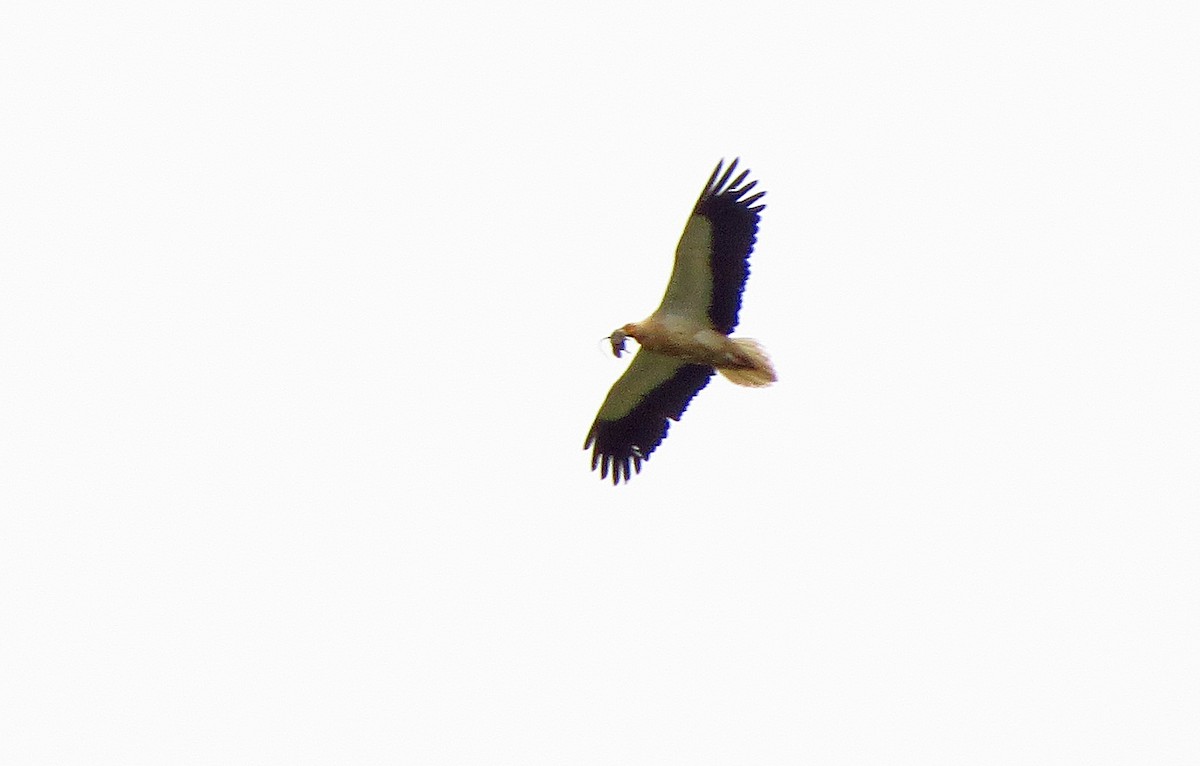 Egyptian Vulture - ML620181716