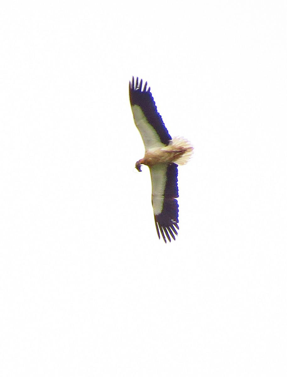 Egyptian Vulture - ML620181717