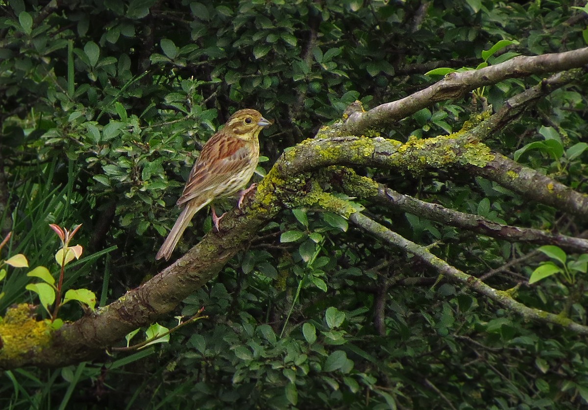 Cirl Bunting - ML620181722