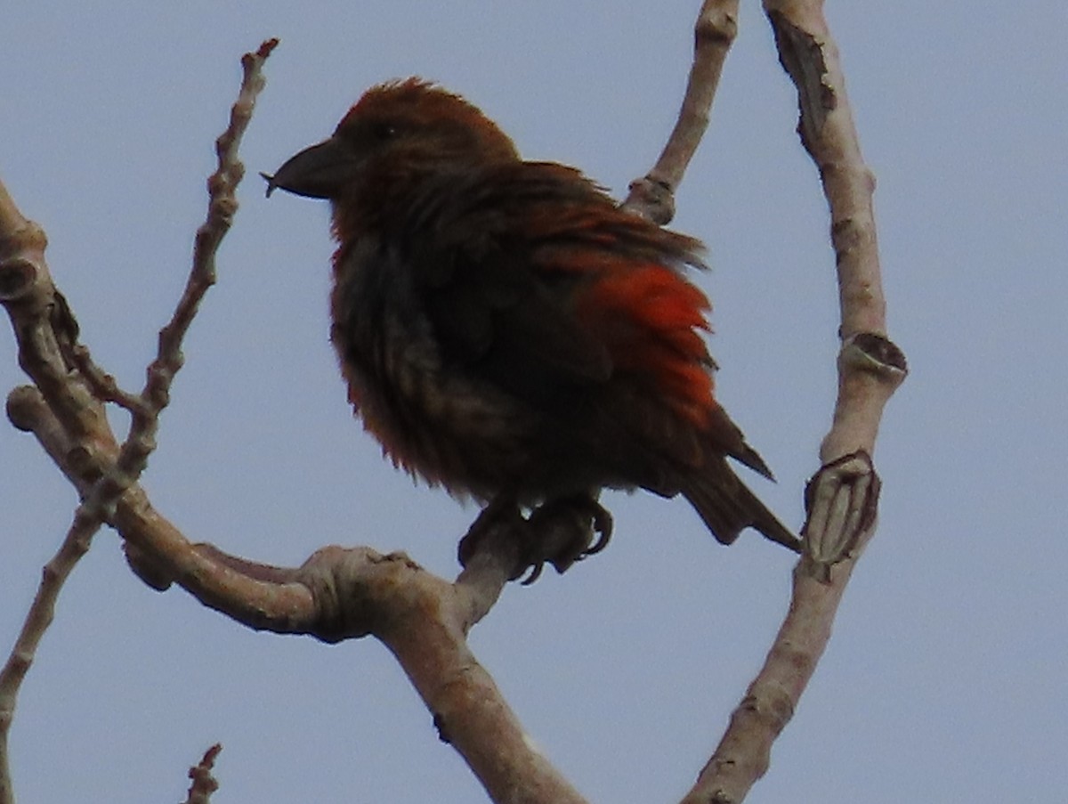 Red Crossbill - ML620181732