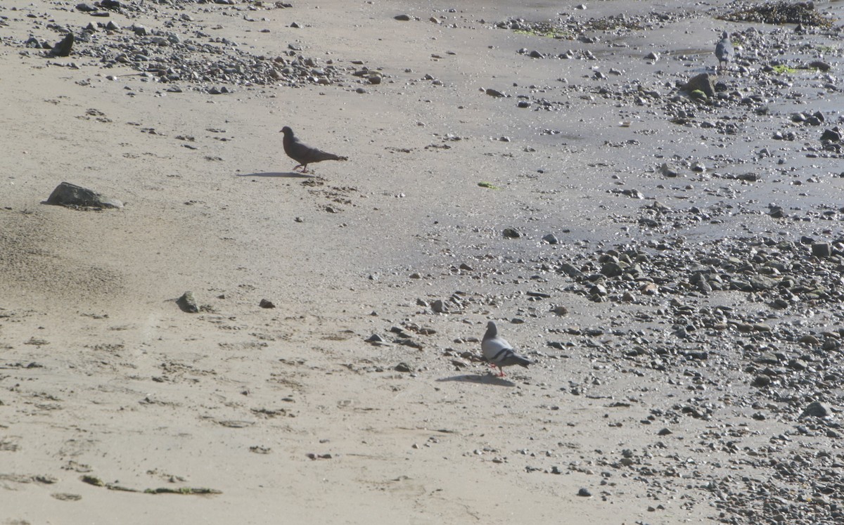 Rock Pigeon (Feral Pigeon) - ML620181739