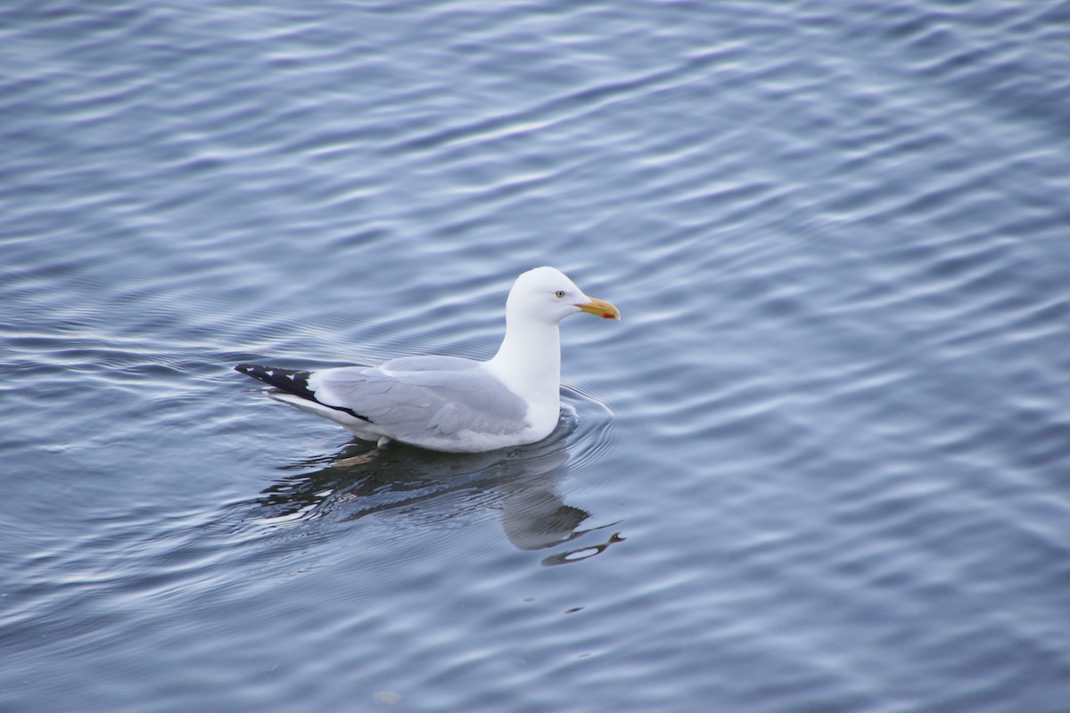 Gaviota Argéntea - ML620181742