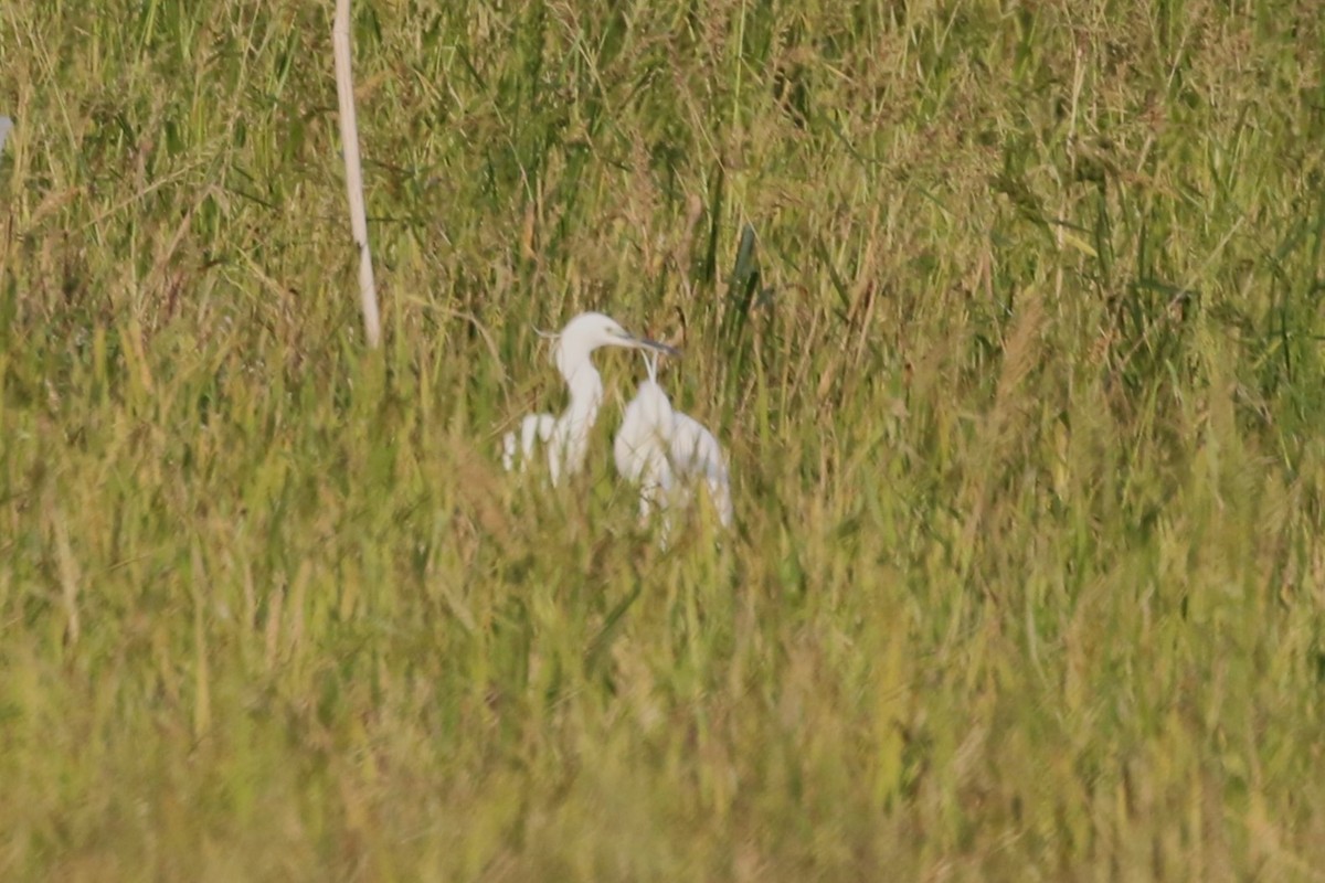 Little Egret - ML620181746