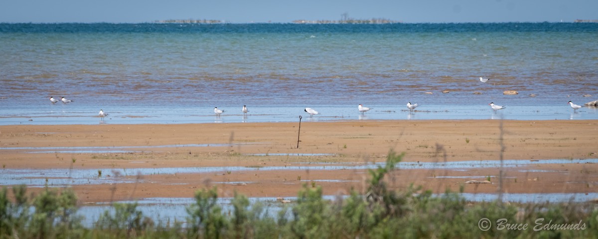 Caspian Tern - ML620181748