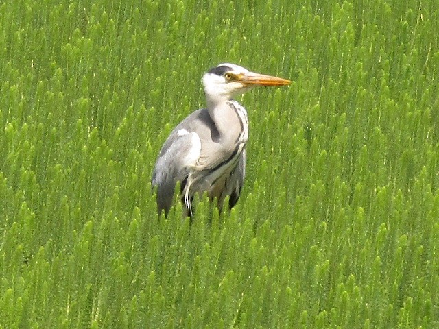 Gray Heron - ML620181751