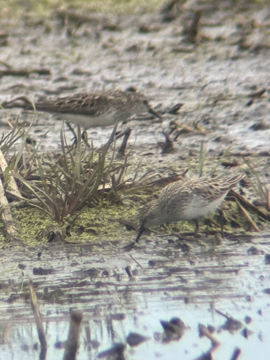 Semipalmated Sandpiper - ML620181752