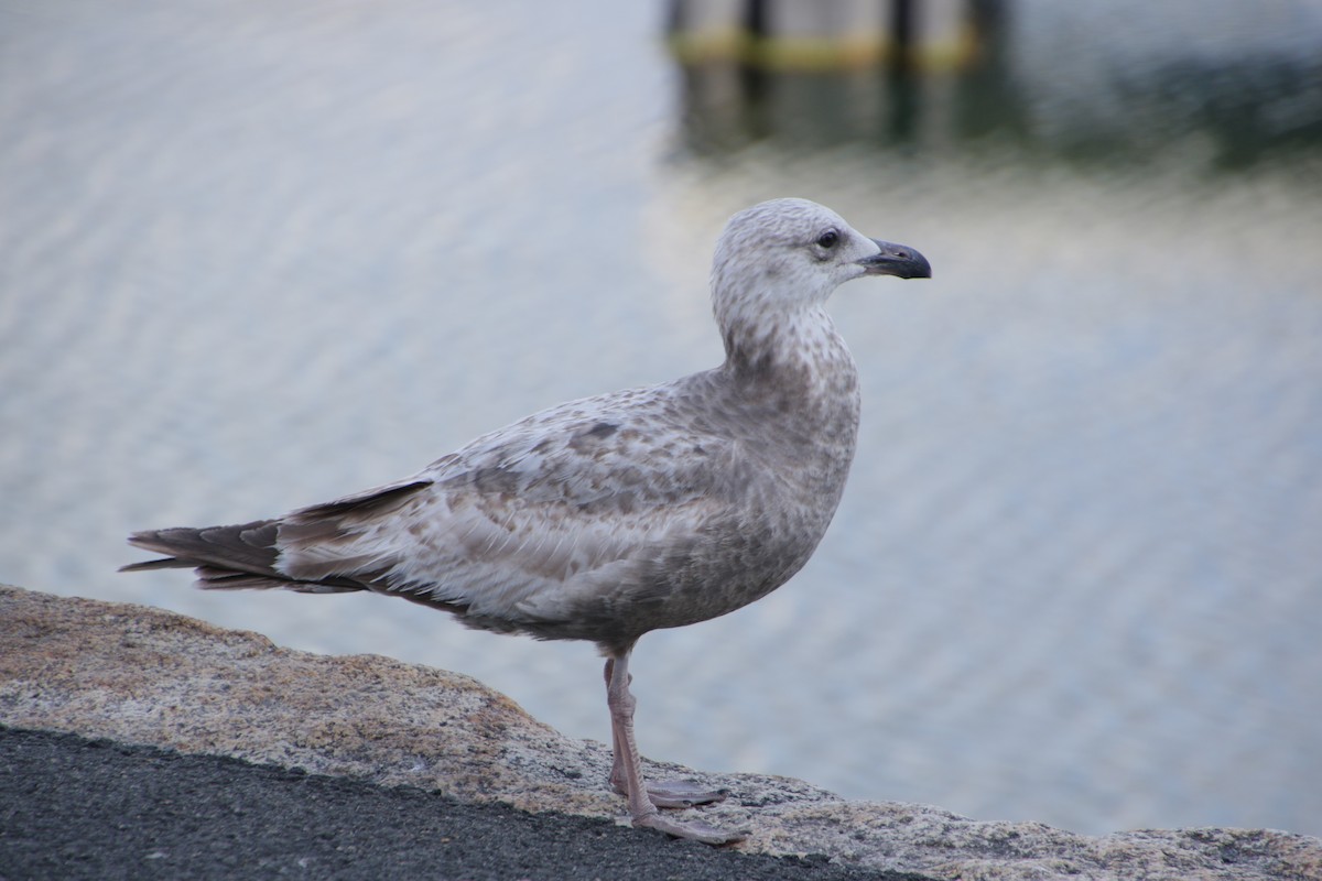 Gaviota Argéntea - ML620181763