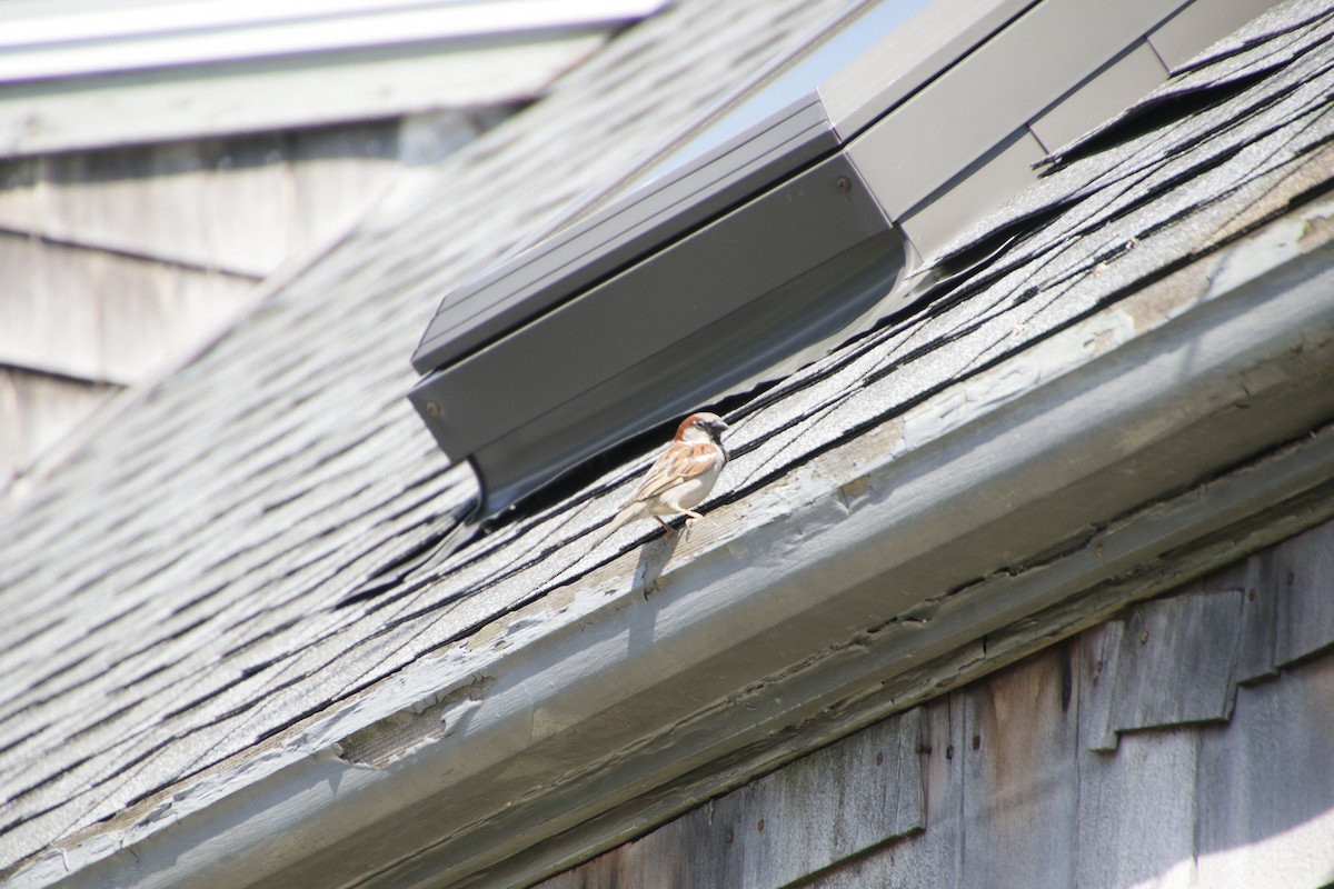 House Sparrow - ML620181796
